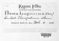 Phoma longissima image